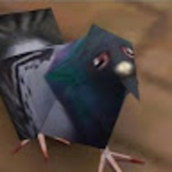 zestypigeon83